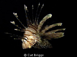 night charger. lionfish hunting.
taken with Canon s95 wi... by Cat Briggs 